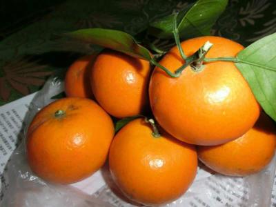 重庆柑橘苗
